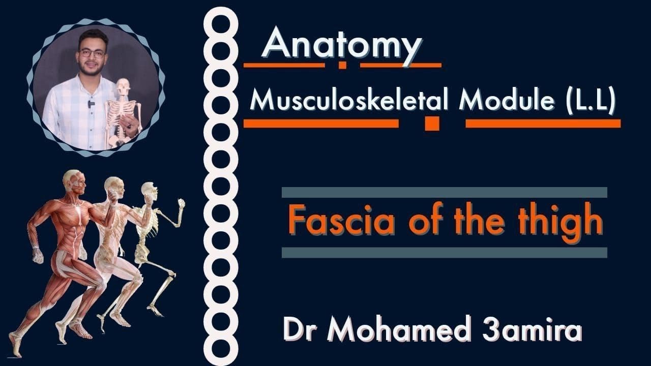 Fascia of The Thigh