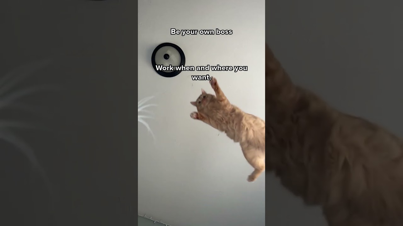 Careers in real estate are PAWSitively the best! 😻 