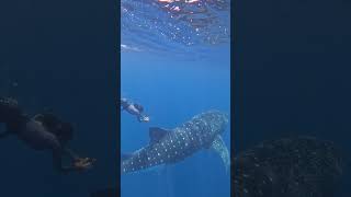 Playing tag with a whale shark!