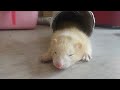 雪貂的介紹 Introduction of ferrets