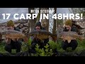 EPIC spring session: 17 carp in 48hrs! | Carp Fishing 2021