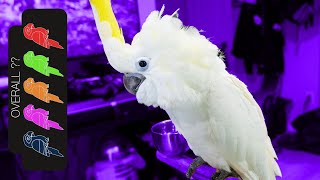 Triton Cockatoo, The Best Pet Parrot?