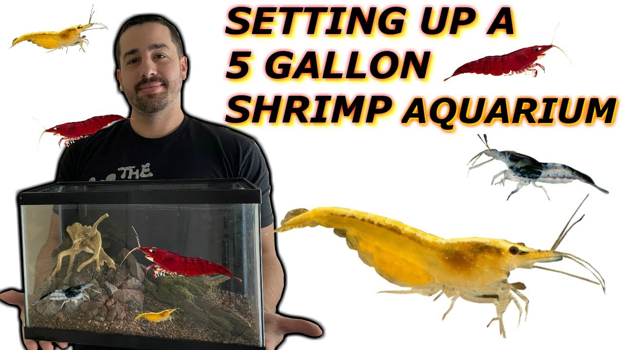 setting up a shrimp tank setting up a shrimp tank