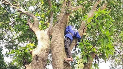 Cưa  cây  xoài  siêu  to  gần  đường  dây  điện . 300 quành  .Cưa  cây  kỷ  thuật  cao  .