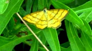 Bittersweet Symphony (DJ Shaun Ashley Remix)-Perconia Strigillaria