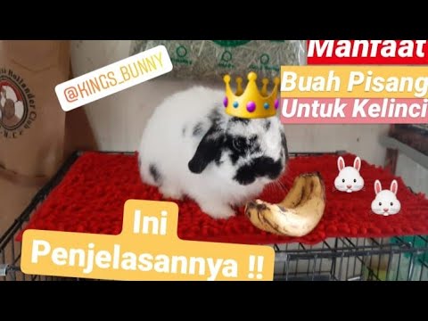 Video: Bisakah kelinci makan pisang?