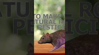 How To Get Rid of Mice & Rats with Vicks Vaporub