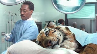 Doctor Understand Animals' Language, All The Animals Came To Him For Treatment