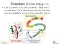 Activit enzymatique 1