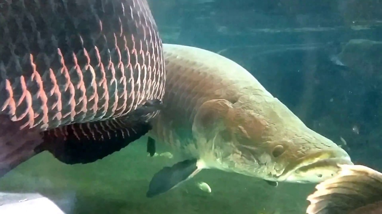 Wahana Ikan Super Jumbo di Gembira Loka Zoo Yogyakarta