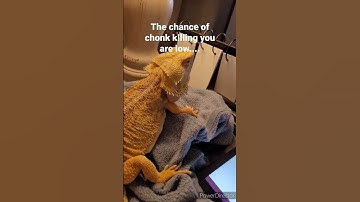 he will do it. #shorts #beardeddragon #lizard #beardie #reptile #pagona #CHONK