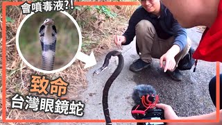 毒液瞬間讓血凝固變豬血糕!? (有畫面) 台北碰到劇毒眼鏡蛇! Ft. 中華眼鏡蛇