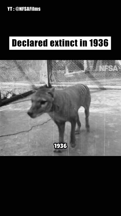 This Was The Last Of Its Kind. @NFSAFilms