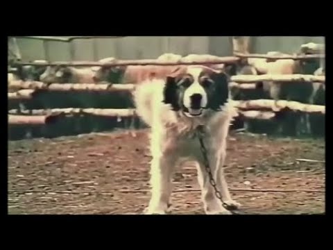 \"ლომა\" - ჭკვიანი მცველი (loma)