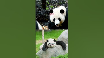 3 Crazy Facts About Panda Sleep! 💤🐼 #animalfacts #viralshorts #wildlife