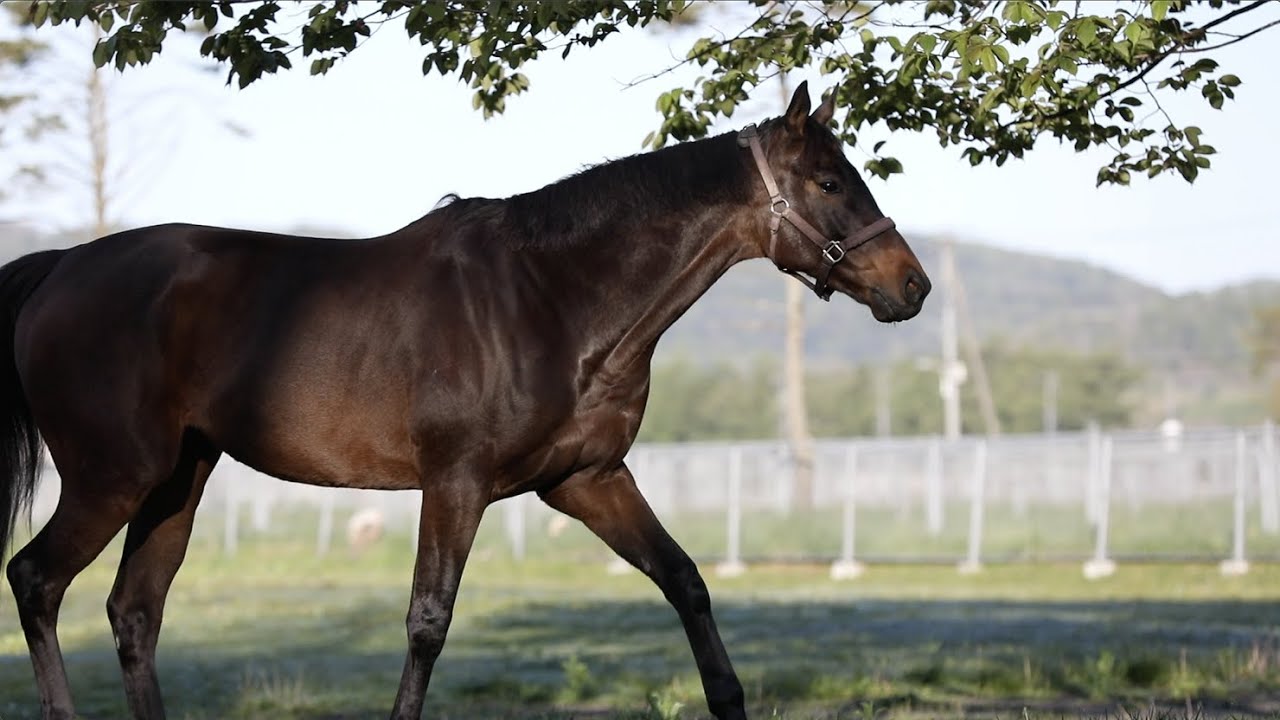 【ドローン空撮】競走馬育成　～北海道日高地方の大自然空撮～