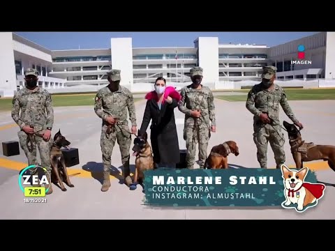 Video: Consejos para entrenar a un perro de rescate