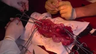 Операция при пиометре у кошки. Cat Pyometra. Docent A.D. Stepanov, ПДАТУ Операция при пиометре у кошки. Cat Pyometra. Docent A.D. Stepanov, ПДАТУ
