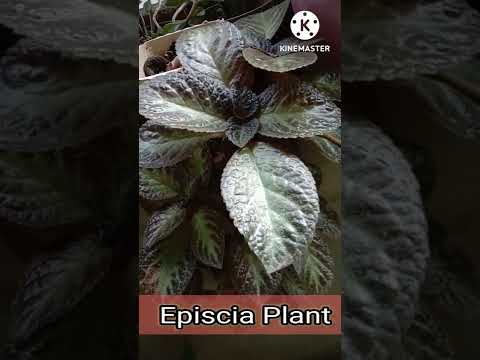 Vídeo: Growing Velvet Love Impatiens - Como cuidar de uma planta de amor de veludo