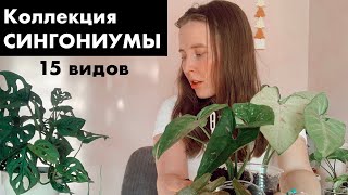 СИНГОНИУМЫ Моя Коллекция 15 видов