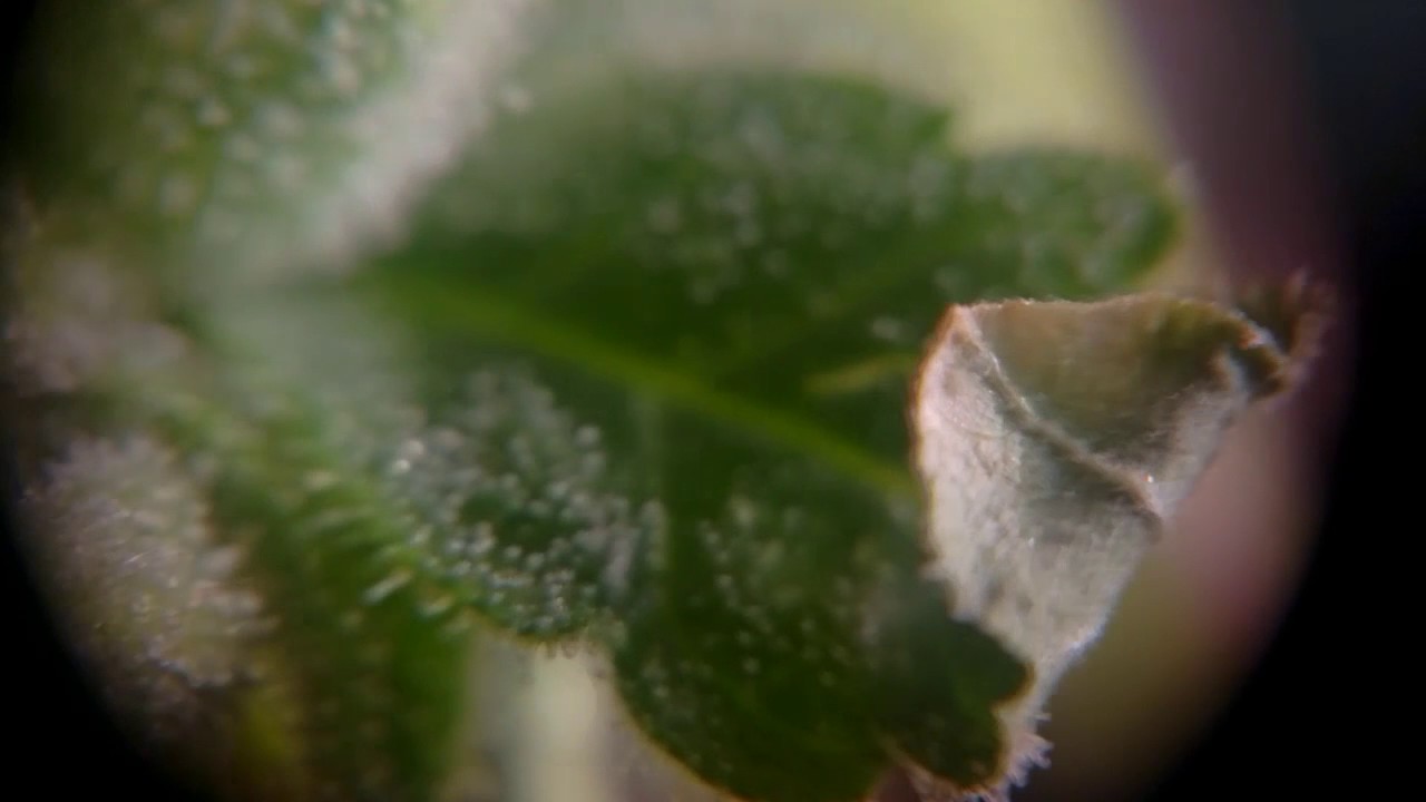 The girls - close up (20x) of bud loaded with trichomes