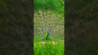 🦚 Watch This Beautiful Peacock | Wildlife Magic 💚 #shorts #peacock