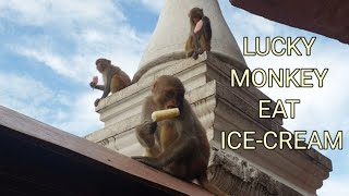 feeding home made sugar free ice-cream to the monkey | monkey like to eat ice-cream | feeding monkey