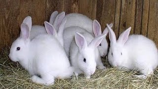 دراسة جدوى لتربية الأرانب وأرباح خياليه تصل إلى خمسة آلاف شهرياً