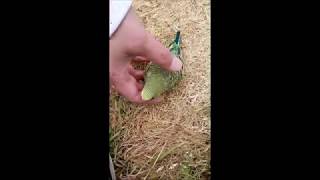 Birdy in Garden