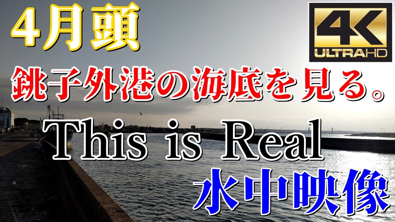 【中古】 銚子・九十九里浜と外房総の釣り場改訂新版 銚子・九十九里浜と外房総の釣り場改訂新版 【公式通販】