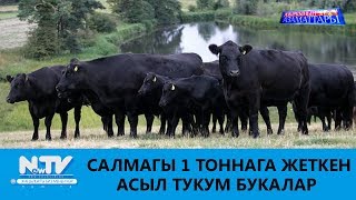 САЛМАГЫ 1 ТОННАГА ЖЕТКЕН АСЫЛ ТУКУМ БУКАЛАР\\АЗЫРКЫНЫН АЗАМАТТАРЫ