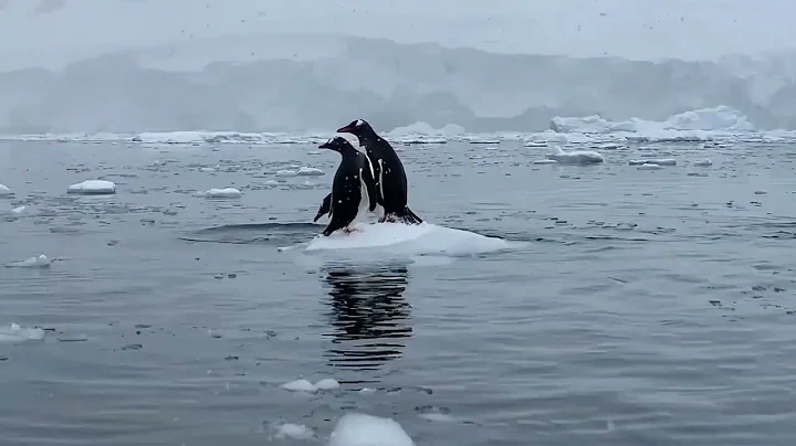 Gentoo Penguins of Antarctica