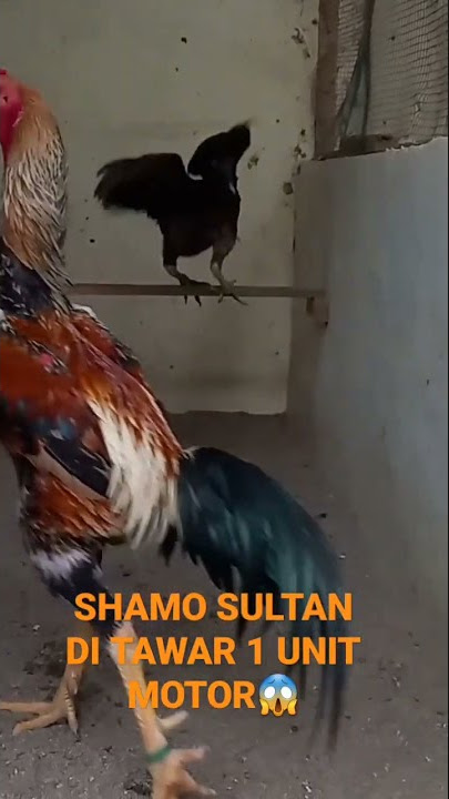 SHAMO DI TAWAR 1 UNIT MOTOR#peternakayam #ayamhias #BJFSHAMO#peternakunggas