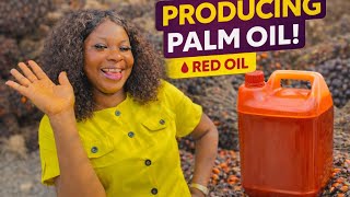 Industrial Palm Oil Production Process | From Palm Fruit to Red or Palm Oil (From Scratch to Finish)