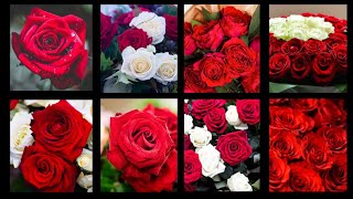 Red Rose wallpapers with Relaxing music#Rose#MobileWallpapers# #RedRose#Relax#Beautifulflowers#Whats screenshot 2