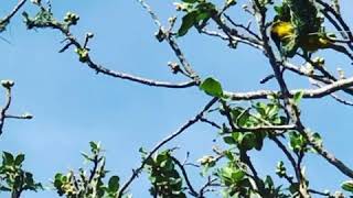 Southern Masked Yellow Weavers Nesting