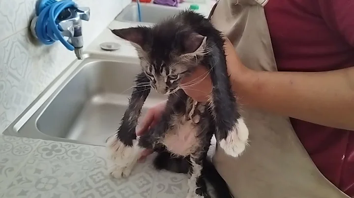 Watch the video about Rocket mainecoon spa grooming with goop de greaser. #mainecoon #cat #rocketmainecoon