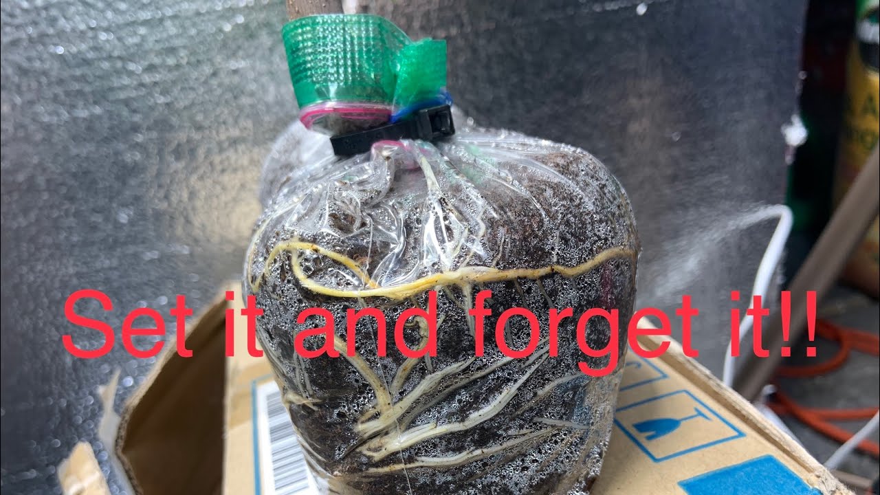 How to root a fig cutting in a sandwich bag!