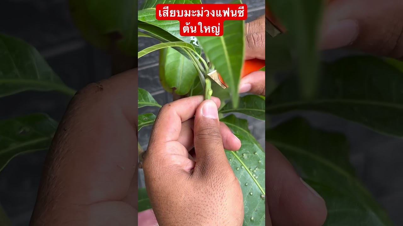 เสียบยอดมะม่วงแฟนซี