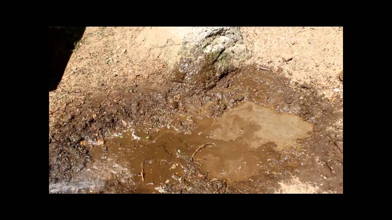 Truffles the pig playing in the mud YouTube