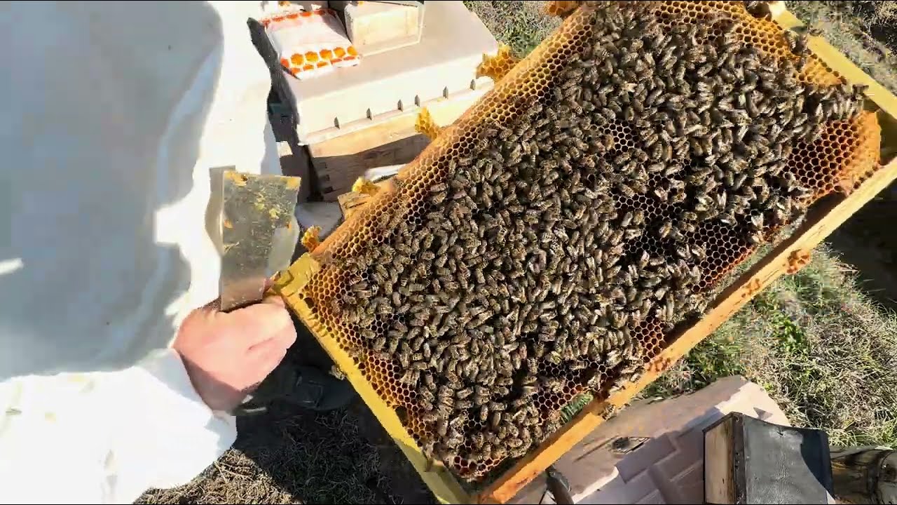 05 Mart 2025 #7 Ana arı varlığı yavru durumu stok kontrölü besleme Arıcılık