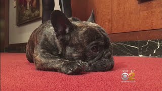 Which Dog Breed Is NYC s Most Popular