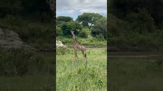 Видео с сафари из Танзании