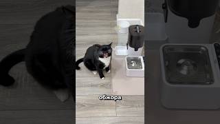 Как мы уехали в отпуск без котов 💔