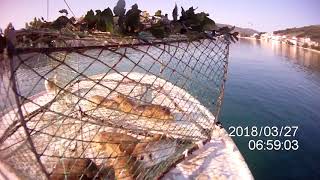 Super Odličan Ulov Sipe U Vrši Na Sklapanje, Fantastic Catch Seppia In Fish Trap Pot, Extra