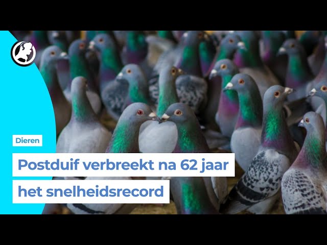 Duif Caballero sloopt record - YouTube Duif Caballero Sloopt Record - Youtube