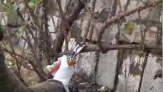 Potatura rose rampicanti: una climber