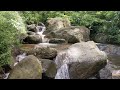 Secret Rivergrove Awakening with Dawn Birdsong | Ancient Forest Ambience for Deep Sleep