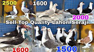 Sell Top Quality Lahori Seraji Pigeon Low Price In Darbhanga Bihar 🐦 || All India Delevery Avilable