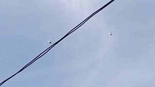 Merpati Getakan Madura